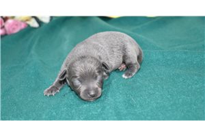 Mitch - Chihuahua for sale