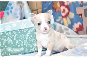 Isabella - Chihuahua for sale