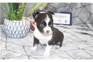 Sven - Chihuahua for sale