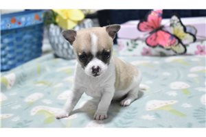 Maverick - Chihuahua for sale