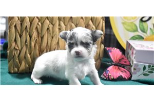 Kimberly - Chihuahua for sale