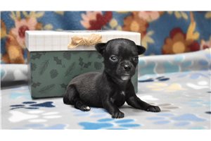 Kara - Chihuahua for sale