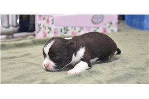 Sven - Chihuahua for sale