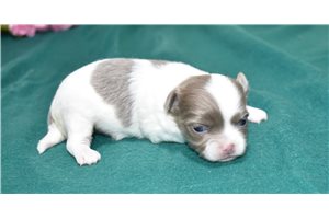 Kingston - Chihuahua for sale