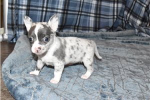 Hannah - Chihuahua for sale