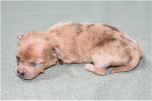 Kingston - puppy for sale