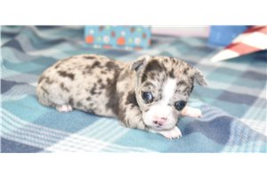 Noah - Chihuahua for sale
