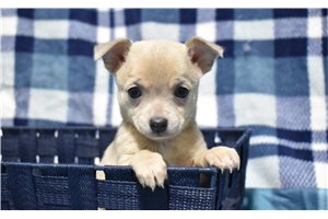 Velvet - Chihuahua for sale