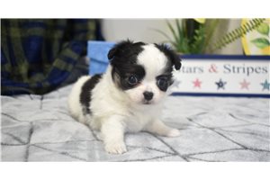 Kayden - Chihuahua for sale
