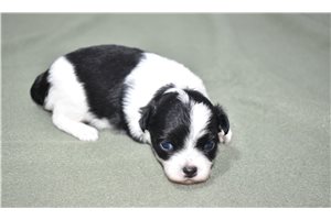 Jake - puppy for sale