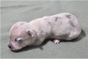 Elly - puppy for sale