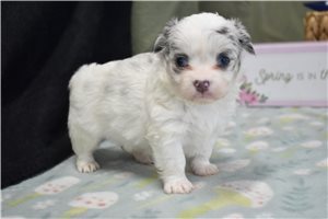 Candace - Chihuahua for sale