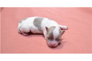 Kingston - puppy for sale