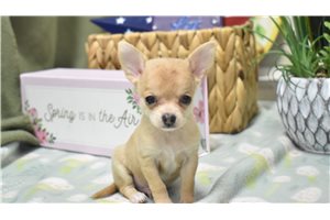 Kane - Chihuahua for sale