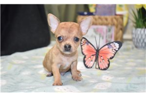 Kingston - Chihuahua for sale
