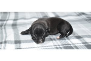 Alyssa - Chihuahua for sale