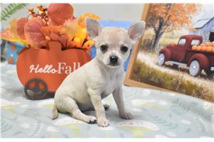 Elly - Chihuahua for sale