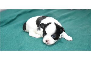 Kayden - Chihuahua for sale