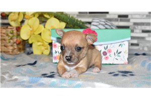 Hailey - Chihuahua for sale