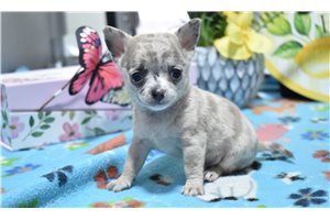 Ethan - Chihuahua for sale