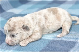 Kayson - Chihuahua for sale