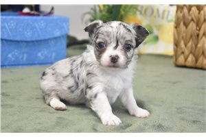 Shane - Chihuahua for sale