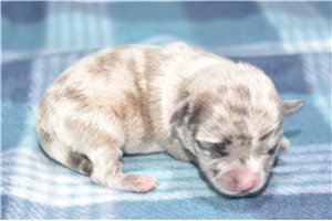 Kayson - Chihuahua for sale