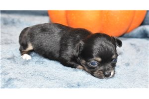 Christy - Chihuahua for sale