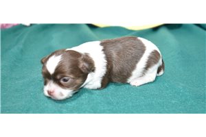 Tate - Chihuahua for sale