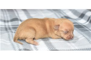 Beth - puppy for sale