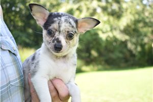 Mila - Chihuahua for sale