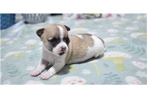 Maverick - Chihuahua for sale