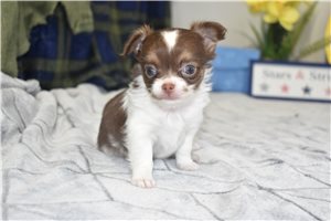 Tate - Chihuahua for sale