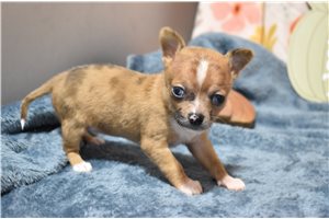 Kate - Chihuahua for sale