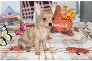Charity - puppy for sale