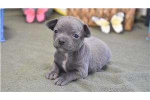 Paige - puppy for sale