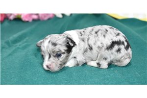 Shane - Chihuahua for sale