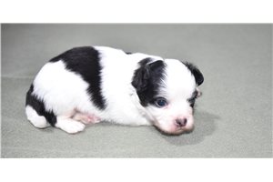Isaac - puppy for sale