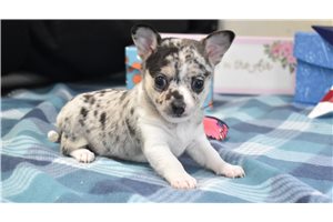 Mila - Chihuahua for sale