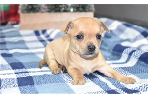 Lucy - puppy for sale