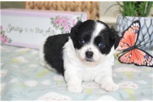 Jake - Chihuahua for sale