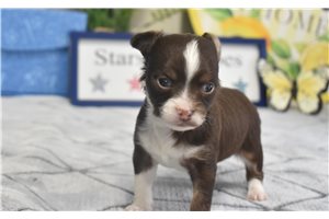 Archie - Chihuahua for sale