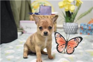 Charity - Chihuahua for sale