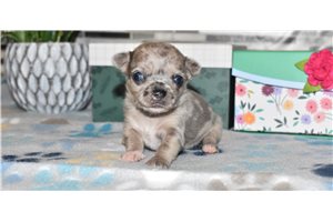 Josephine - Chihuahua for sale