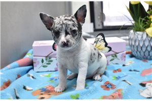 Sage - Chihuahua for sale