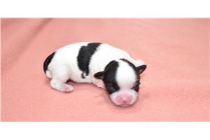 Kayden - Chihuahua for sale