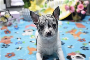 Sage - Chihuahua for sale