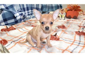Kingston - Chihuahua for sale