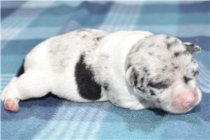 Sage - Chihuahua for sale