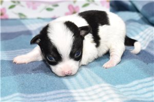 Ryder - Chihuahua for sale